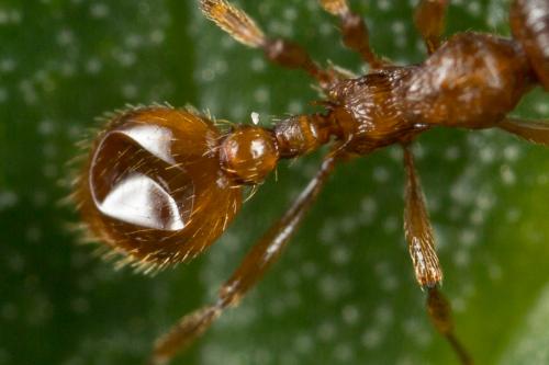 Réf. 247 974 : Myrmica rubra